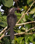 Black Dwarf Hornbill